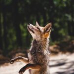 Wildlife photographer of the decade